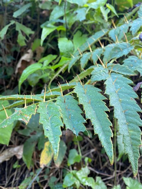 樹幹有刺的植物|鵲不踏（台灣楤木） 